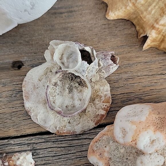 Natural Seashell and Coral Collection 10 shells & clam shells - Picture 12 of 13